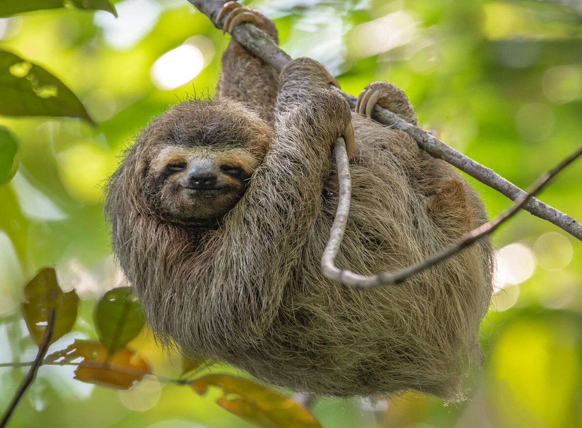 Can You Own a Sloth in Florida? - Picture of a sloth