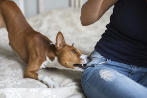 How Roman Austin Car Accident and Personal Injury Lawyers Can Help After a Dog Bite in St. Petersburg