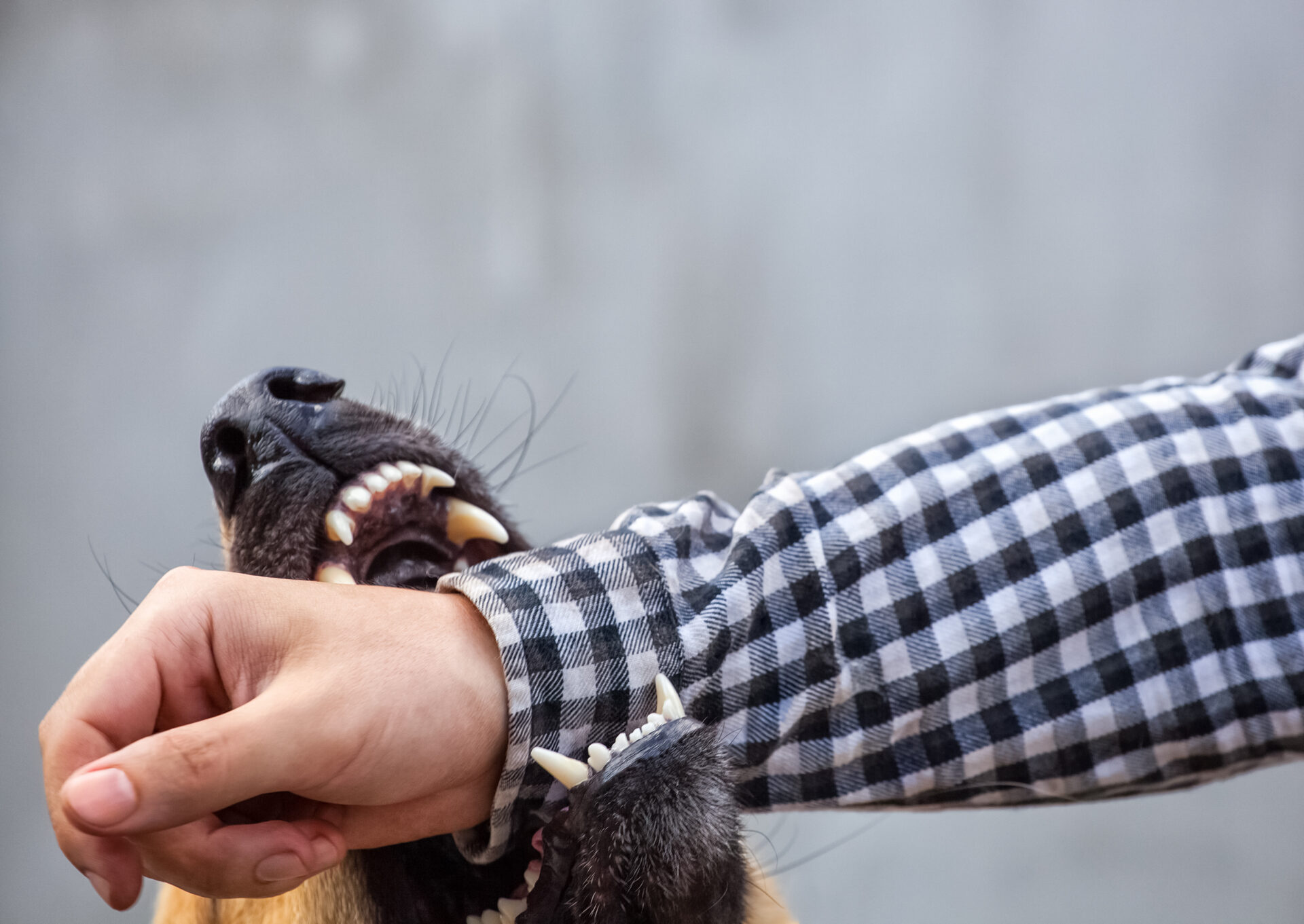 Dog Bite Statistics Per Breed